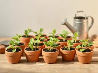 Mini DIY Clay Pots for Growing Seeds